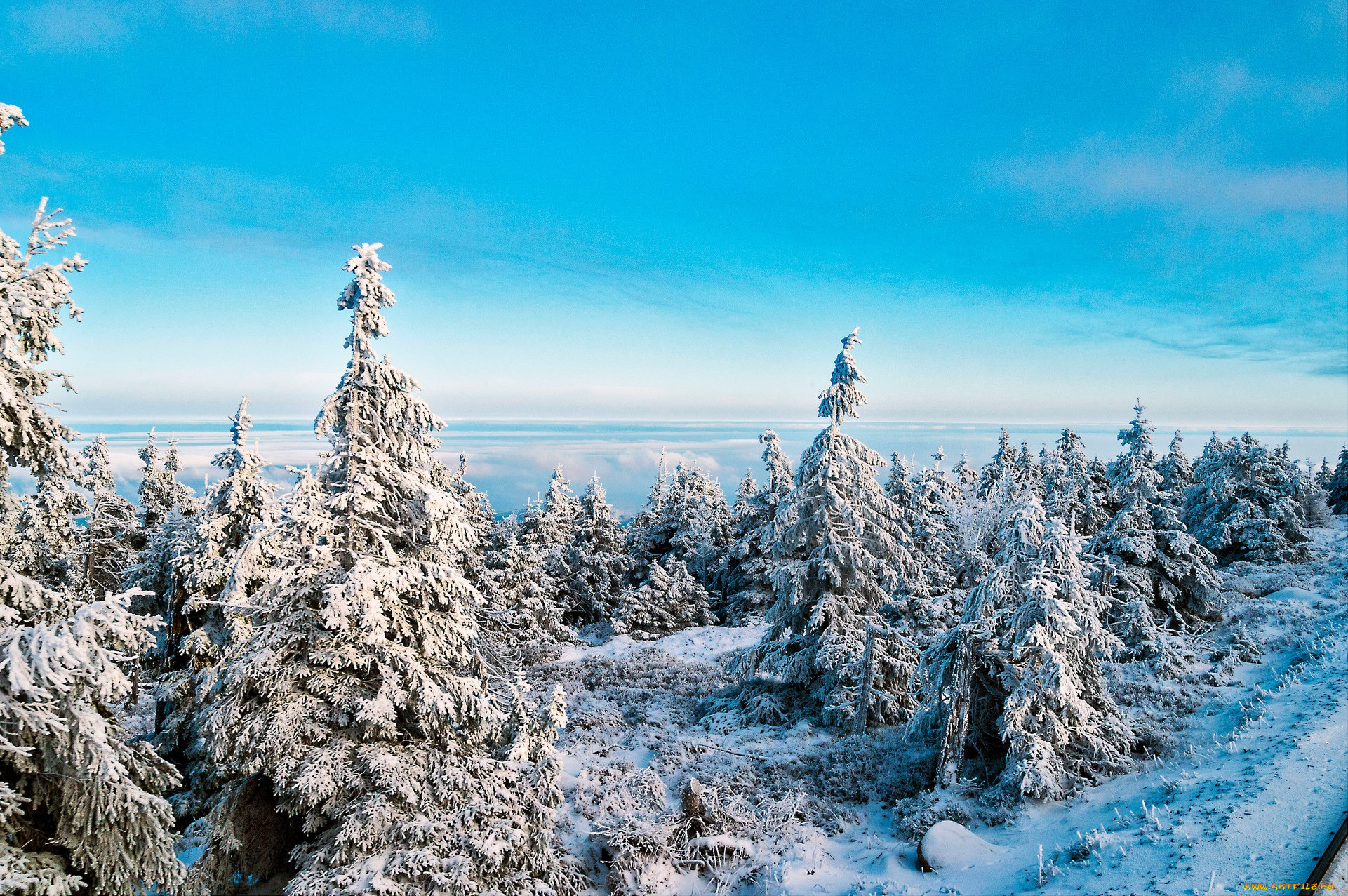 Ели крым. Крымская ель.